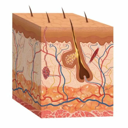 Deri we weneriki keseller